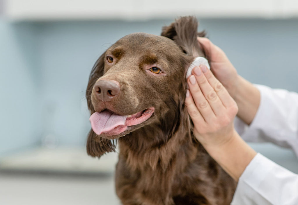 Does Your Dog Have Ear Discomfort? Find Relief with Our Natural Ear Cleaner Solution