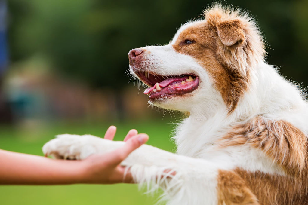 Is your Dog struggling with Dry, Cracked Paws? How our Natural Product Restores Happy Steps