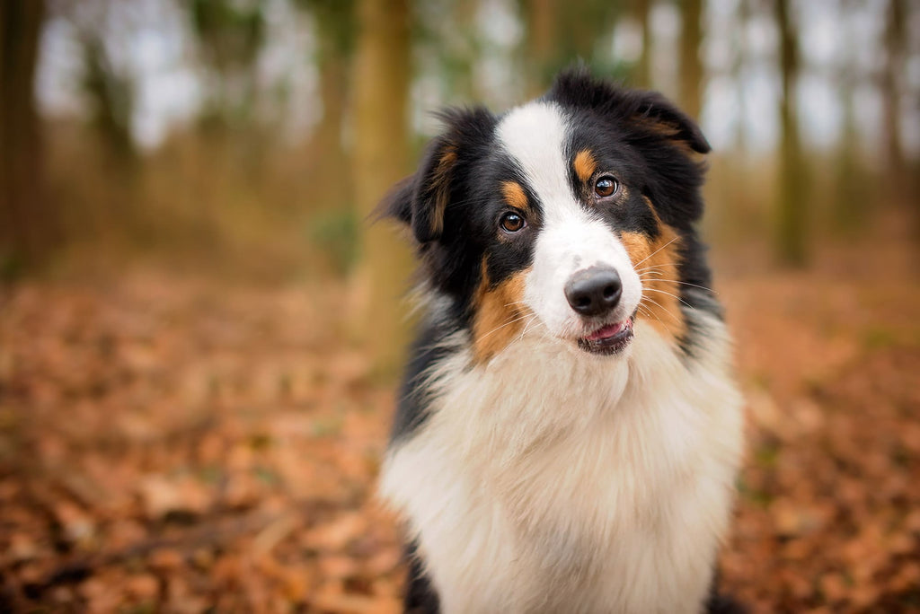 Why Do Dogs Get Hotspots? Treating Canine Skin Issues with Natural Products