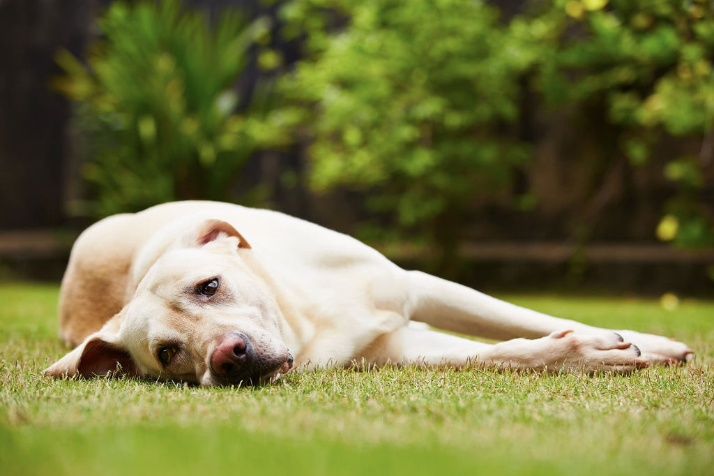 Is Your Dog in Pain? Natural Solutions for a Happy, Healthy, and Active Life